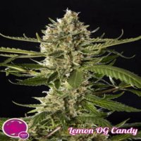 (Bild für) Lemon OG Candy fem