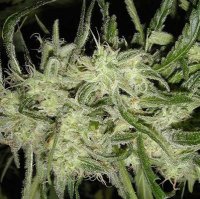 (Bild für) Lemon OG Haze Auto