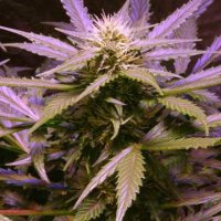 (Bild für) Lemon OG Haze