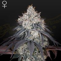 (Bild für) Lemon Orange female