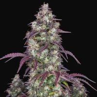 (Bild für) Lemon Pie Auto fem