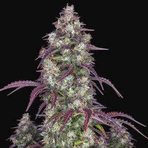(Bild für) Lemon Pie Auto fem