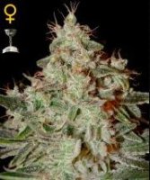 (Bild für) Lemon Skunk female