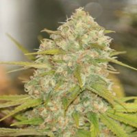 (Bild für) Lemon Skunk