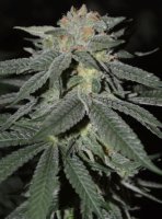 (Bild für) Lemon Venom fem