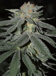 (Bild für) Lemon Venom fem