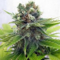 (Bild für) Lemonchello Haze female