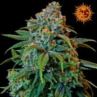 (Bild für) Liberty Haze