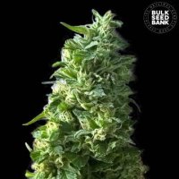 (Bild für) Lime Skunk female