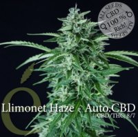 (Bild für) Llimonet Haze Automatic CBD female
