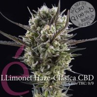 (Bild für) Llimonet Haze CBD female