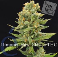 (Bild für) Llimonet Haze female