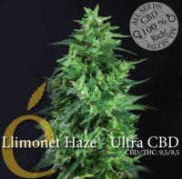 (Bild für) Llimonet Haze Ultra CBD female