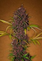 (Bild für) LSD-25 Auto fem