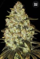 (Bild für) Psychedelic aka LSD female