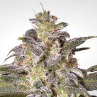 (Bild für) Magic Bud fem