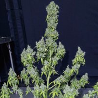 (Bild für) Magic Tree Auto fem
