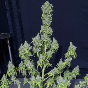 (Bild für) Magic Tree Auto fem