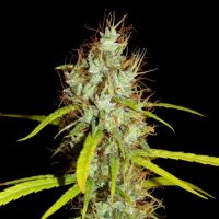 (Bild für) Maharaja Haze