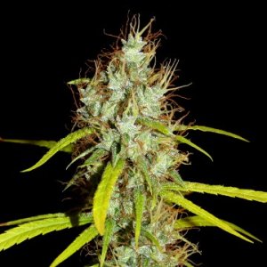 (Bild für) Maharaja Haze