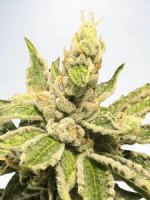 (Bild für) Mamacitas Cookies fem