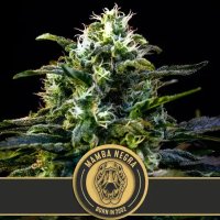 (Bild für) Mamba Negra feminized