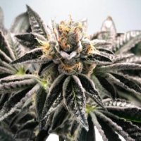 (Bild für) Mandarin Gelato fem