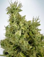 (Bild für) Mandarin Haze fem