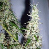 (Bild für) Mango Haze