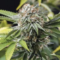 (Bild für) Mango Sapphire