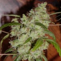 (Bild für) Mango Widow
