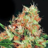 (Bild für) Mangolian Indica