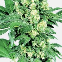 (Bild für) Maple Leaf Indica
