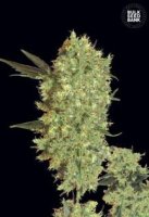 (Bild für) Marleys Bud female