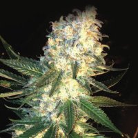 (Bild für) Masskush fem
