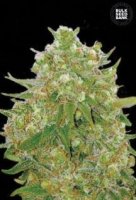 (Bild für) Master Kush Grand female