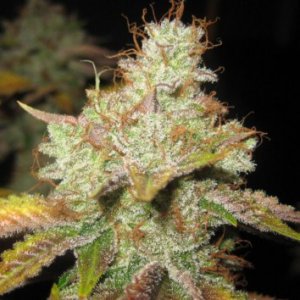 (Bild für) Master Kush 5 regular
