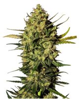 (Bild für) Masterkush Automatic fem