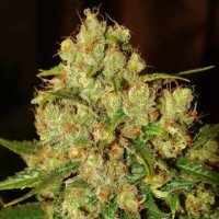 (Bild für) Master Kush