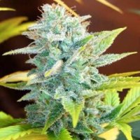 (Bild für) Masterkush Skunk