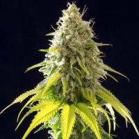 (Bild für) Mataro Blue female
