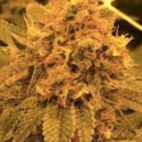 (Bild für) Medical Kush 5 fem