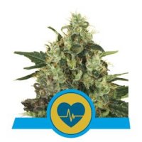 (Bild für) Medical Mass CBD feminized