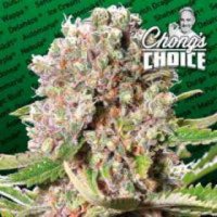 (Bild für) Mendocino Skunk fem