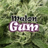 (Bild für) Melon Gum female
