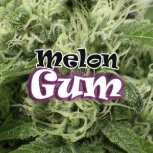 (Bild für) Melon Gum female
