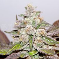 (Bild für) Mendocino Purple Kush fem