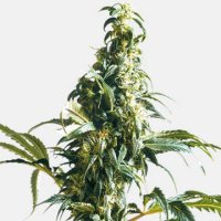 (Bild für) Mexican Sativa