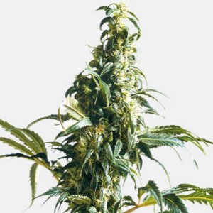 (Bild für) Mexican Sativa