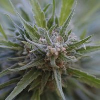 (Bild für) Midnight Kush 5 fem